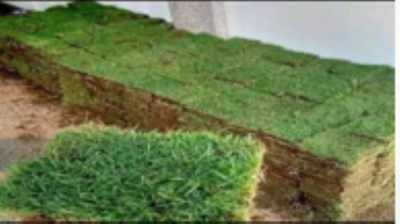 Rumput Jepang murah