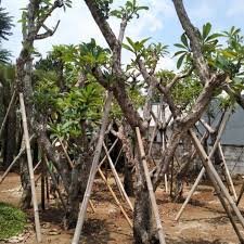 Jual Pohon Kamboja Fosil Murah