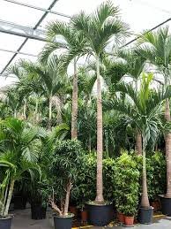 jual pohon palm murah