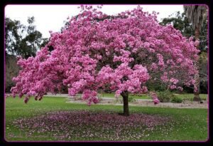 pohon tabebuya rosea murah