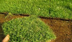Jual Rumput Jepang Murah