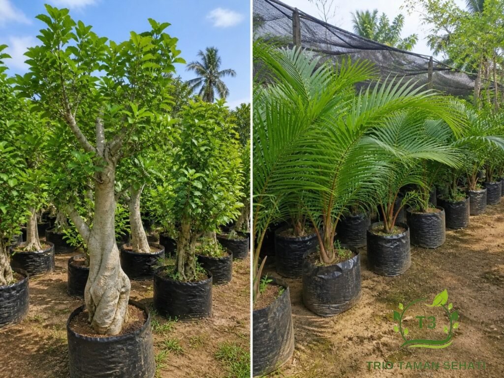 Jual Tanaman Hias Indonesia