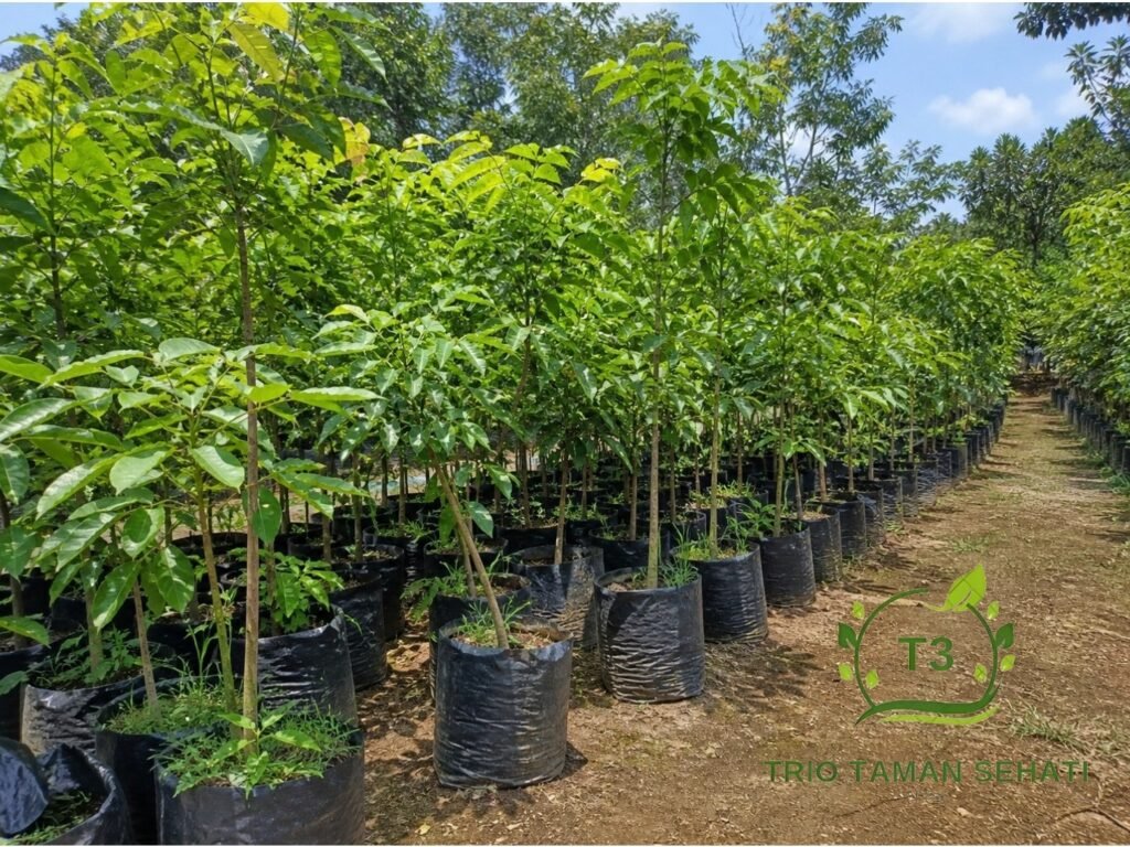 Jual Pohon Hias