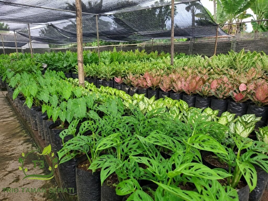 Jual Tanaman Hias Indoor & Outdoor